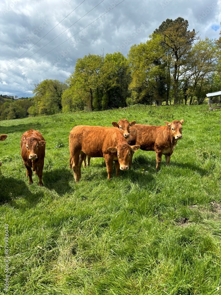 Naklejka premium Limousin cows on a meadow