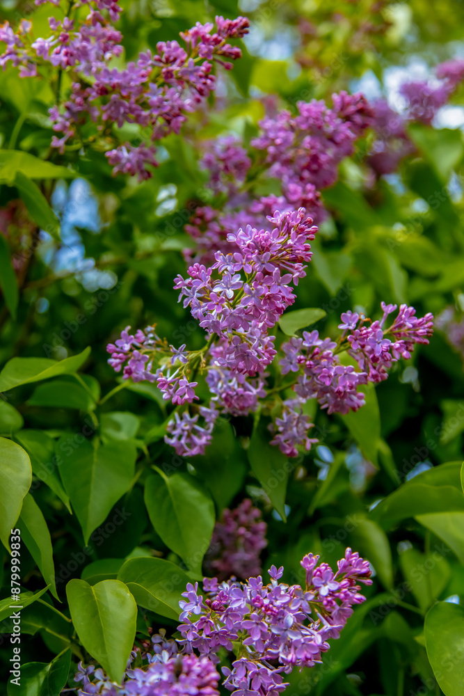 purple lilac on the street. A gentle spring background. Spring May flowers. purple lilac on the street. A gentle spring background. Spring May flowers.