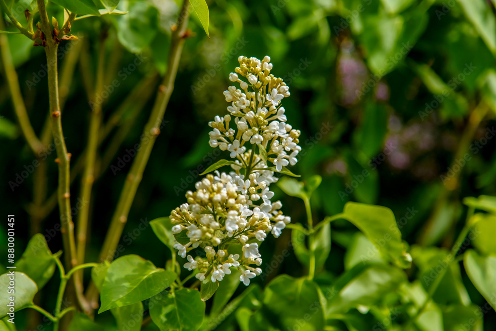 Inflorescences of white lilac on a green background. in nature, the flowers are large and white. the natural background. Inflorescences of white lilac on a green background. in nature, the flowers are large and white. the natural background.