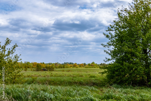 Rural places against a cloudy sky. A rustic landscape. Spring juicy foliage green. Blue sky.