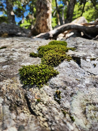 moss on stone