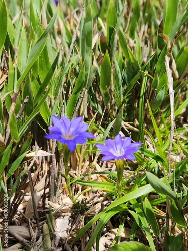 purple flowers