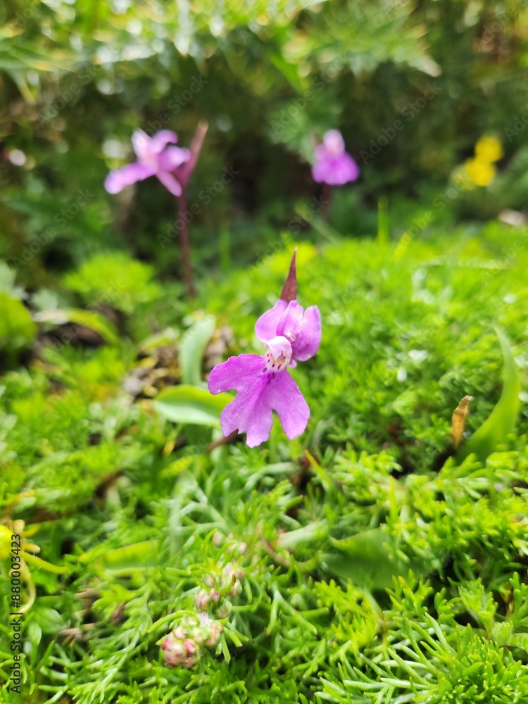 flower in the mountain flower in the mountain
