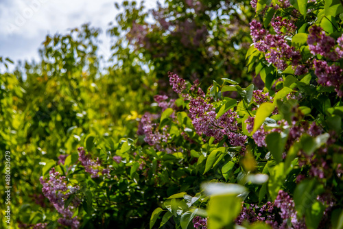 purple lilac on the street. A gentle spring background. Spring May flowers.