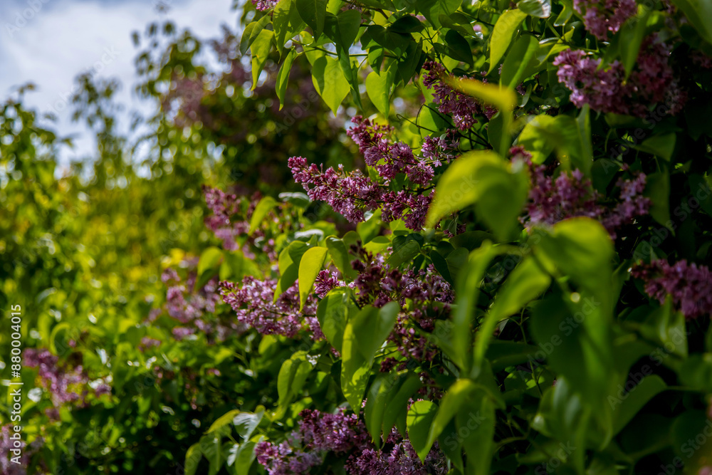 purple lilac on the street. A gentle spring background. Spring May flowers. purple lilac on the street. A gentle spring background. Spring May flowers.
