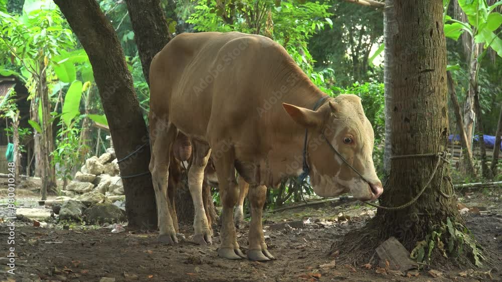 Brown cow tied with a rope to a tree. Focus selected Brown cow tied with a rope to a tree. Focus selected