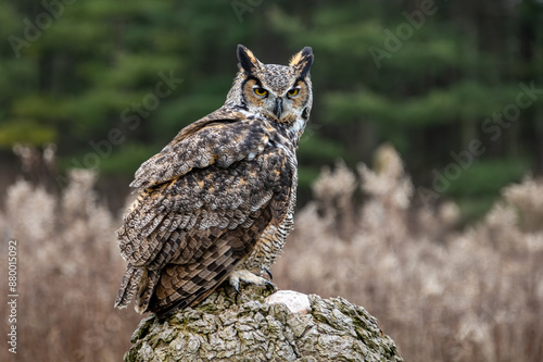 Great Horned Owl Perched on Stump in Front of Forest