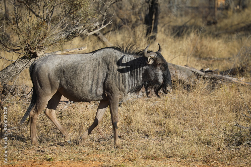 wildebeest in serengeti wildebeest in serengeti