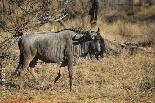 Photography wildebeest in serengeti