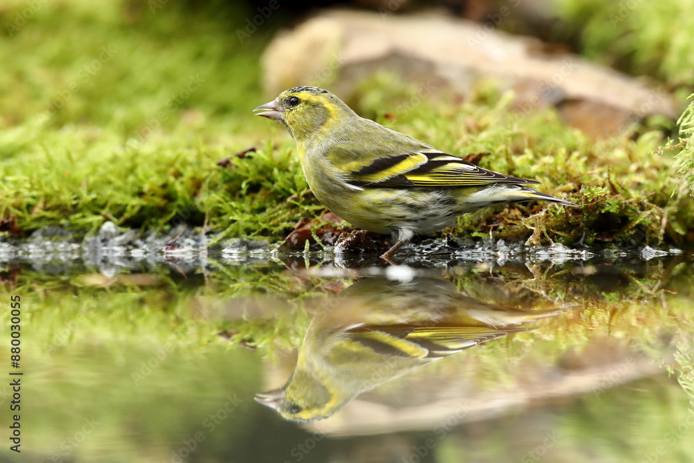 Eurasian siskin (Carduelis spinus), male, drinking water at a birdbath, Siegerland, North Rhine-Westphalia, Germany, Europe Eurasian siskin (Carduelis spinus), male, drinking water at a birdbath, Siegerland, North Rhine-Westphalia, Germany, Europe