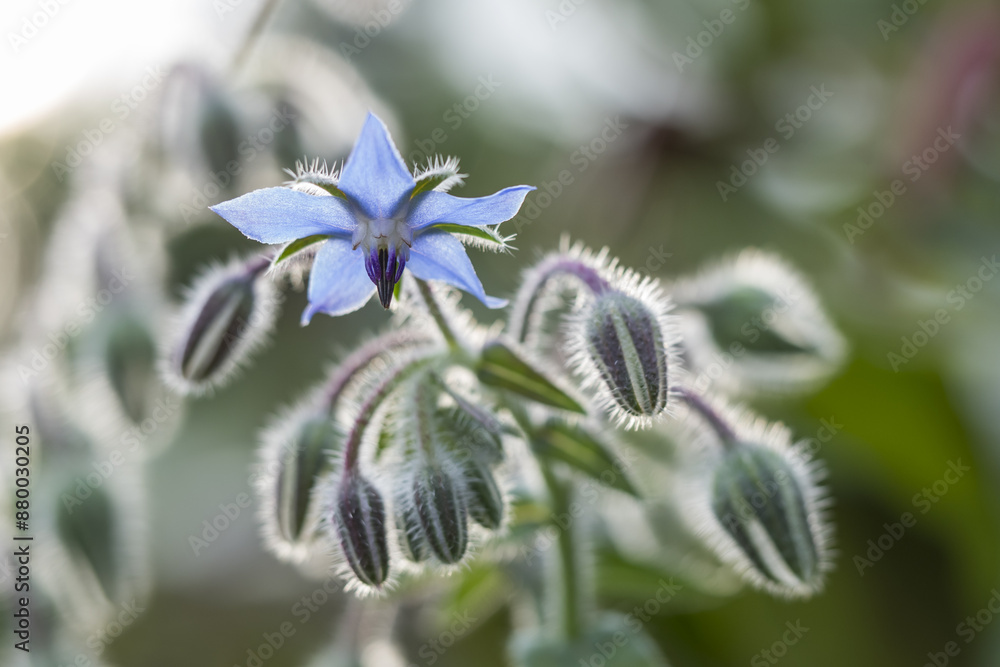 Flowering Borage (Borago officinalis), Hesse, Germany, Europe Flowering Borage (Borago officinalis), Hesse, Germany, Europe