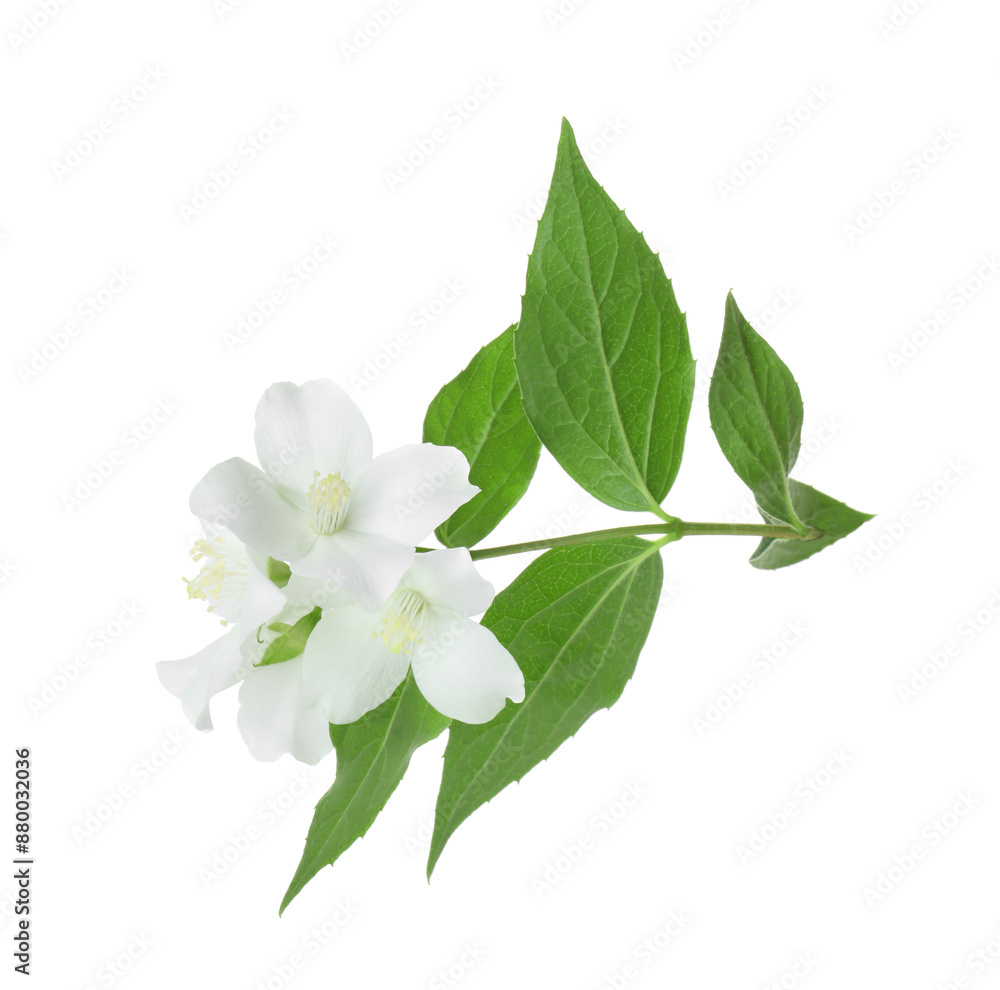 Fototapeta premium Branch of jasmine flowers and leaves isolated on white