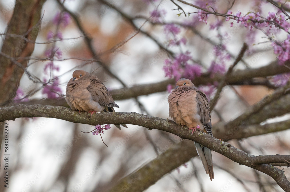 Pair of mourning doves perched in a tree. Pair of mourning doves perched in a tree.