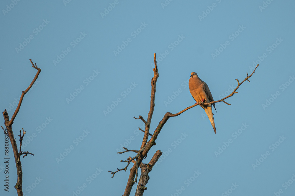 Closeup of a mourning dove perched on a branch. Closeup of a mourning dove perched on a branch.