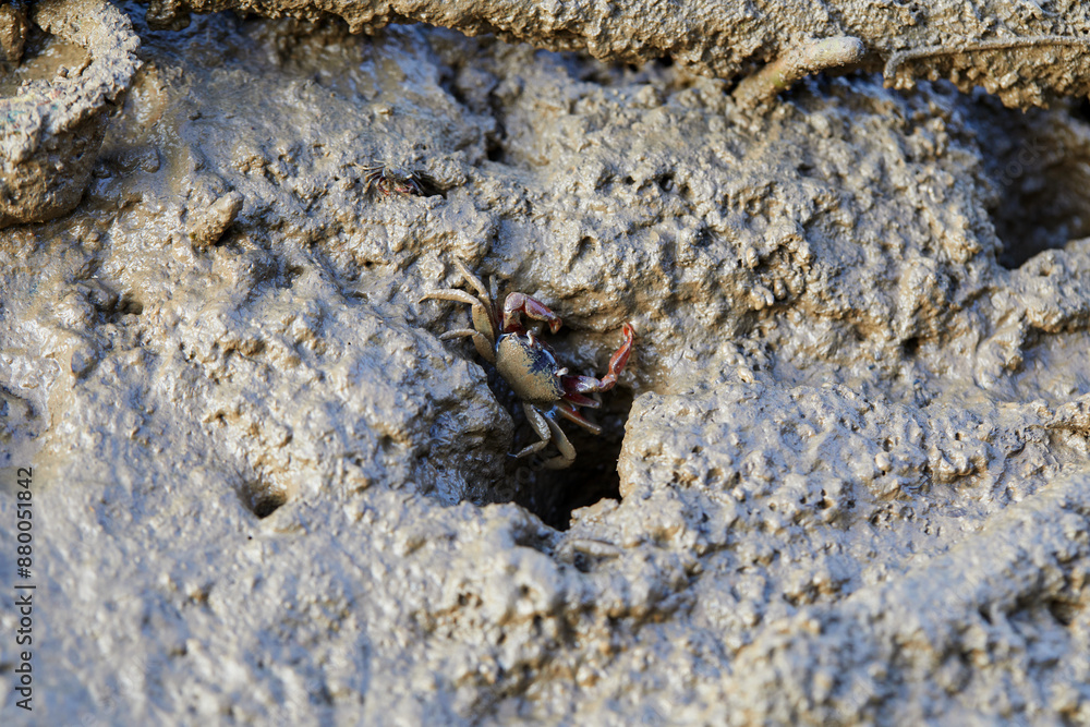 Close-up view of Fiddler crab in wetlands mud Close-up view of Fiddler crab in wetlands mud