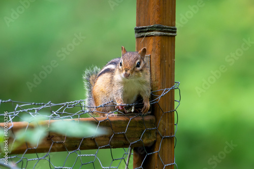 Friendly Chipmunk