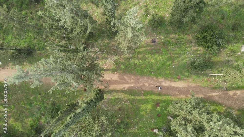 Aerial Tilt Up Shot Of People Walking On Walkway By Trees, Drone Flying Over Ben Shemen Forest Aerial Tilt Up Shot Of People Walking On Walkway By Trees, Drone Flying Over Ben Shemen Forest