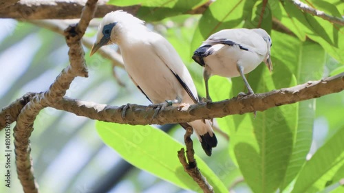 Bali Mynas (Leucopsar rothschildi), or Rothschild's Mynah, Bali Starling, or Bali Mynah, Local Name Jalak Bali two birds perched on tree branch photo