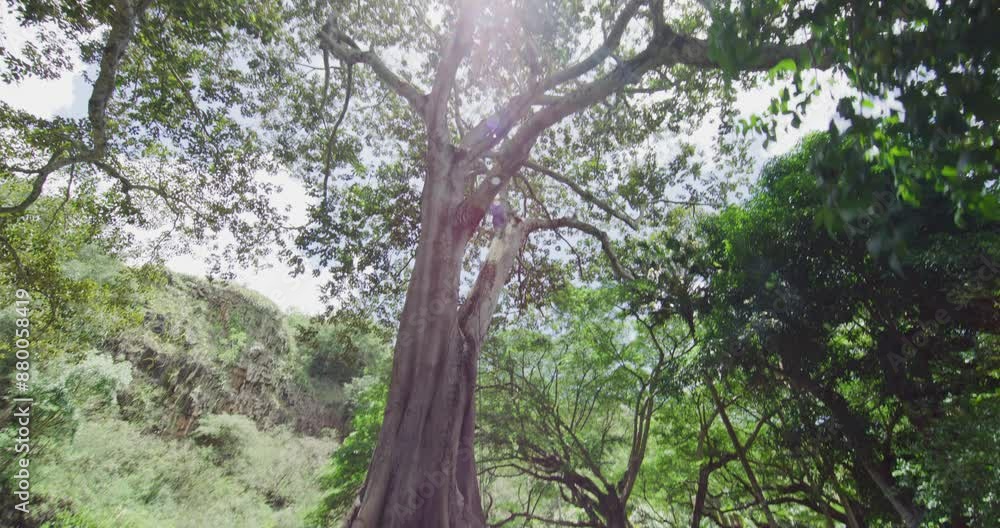 Epic steady cam tilt on sun peeking through tree Epic steady cam tilt on sun peeking through tree