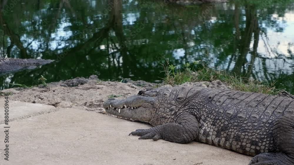 Salt Water Crocodile in Mexico snaps, eats chicken foot from a stick Salt Water Crocodile in Mexico snaps, eats chicken foot from a stick