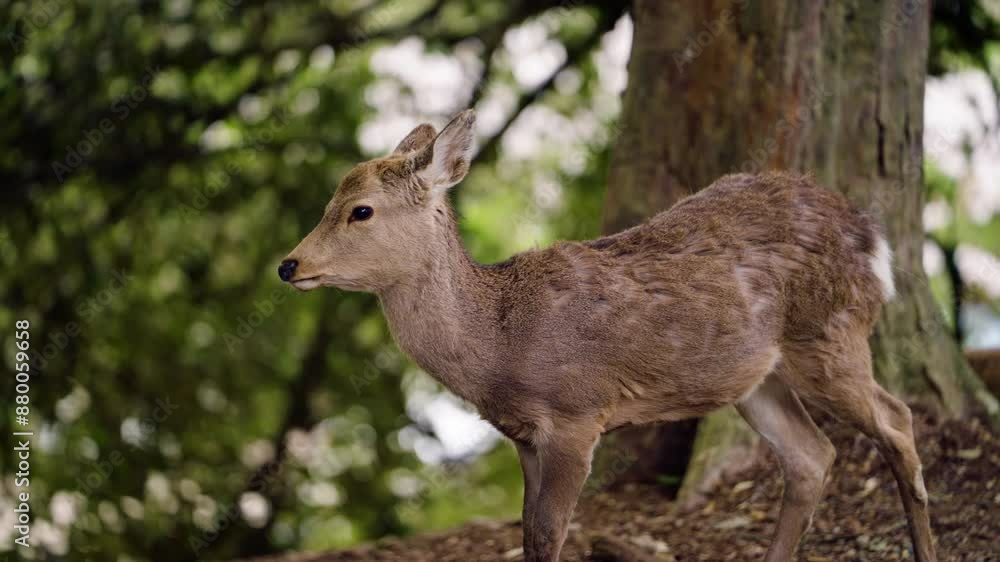 Young Deer In Nara Park, Japan - Close Up Young Deer In Nara Park, Japan - Close Up