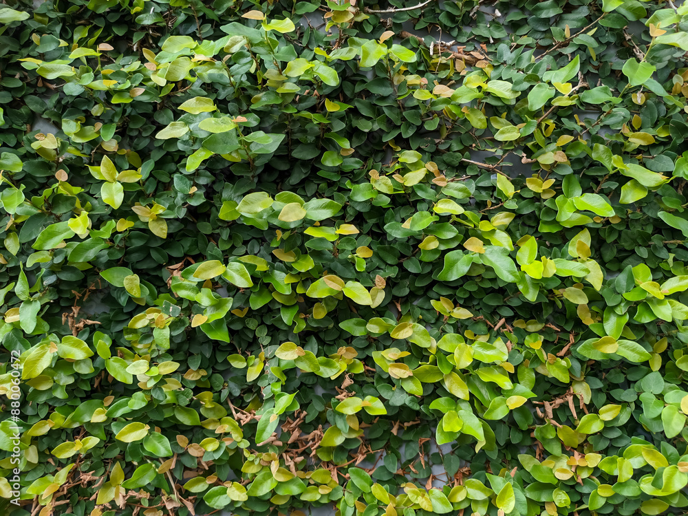 A concrete wall enveloped by climbing plants transforms a plain surface into a lush, green tapestry. A concrete wall enveloped by climbing plants transforms a plain surface into a lush, green tapestry.