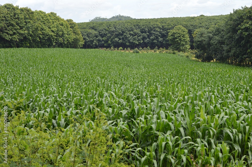 Fototapeta premium landscape of corn field in the countryside