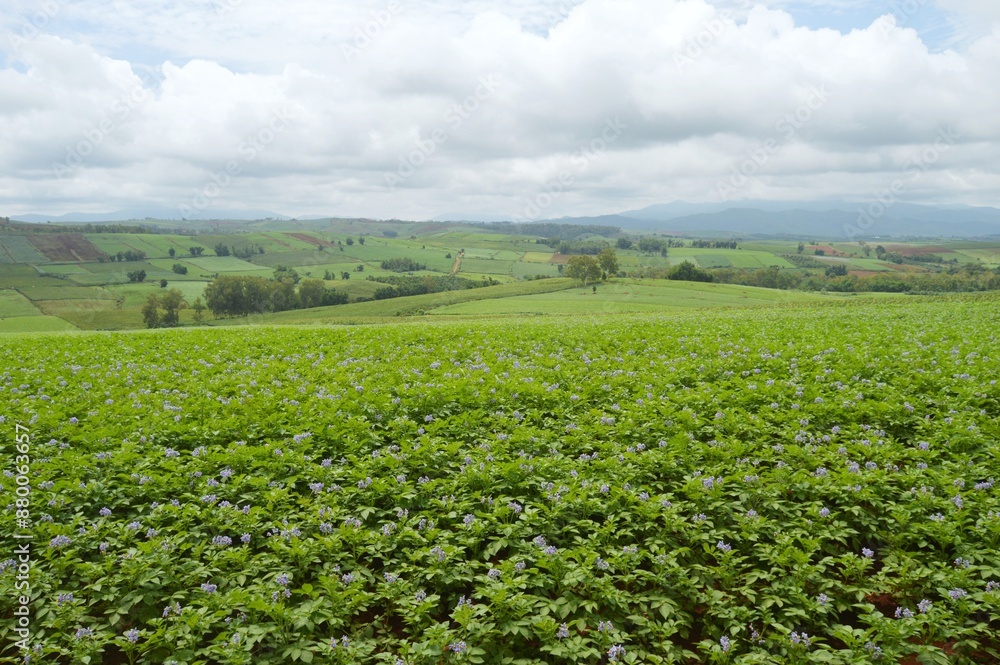 landscape of potato field in the countryside landscape of potato field in the countryside