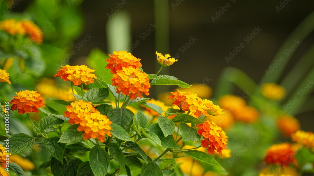 Close-up of colorful Lantana camara flowers blooming Close-up of colorful Lantana camara flowers blooming