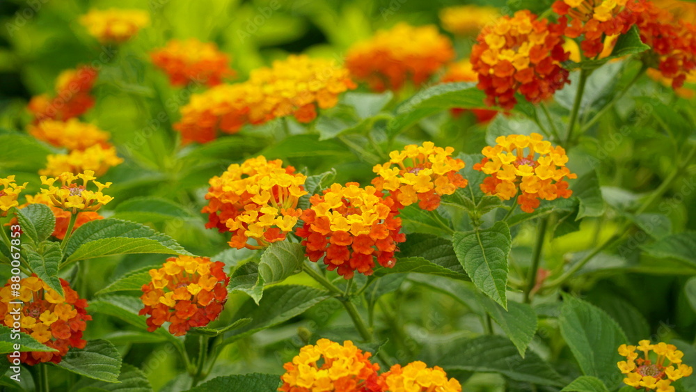 Close-up of colorful Lantana camara flowers blooming Close-up of colorful Lantana camara flowers blooming