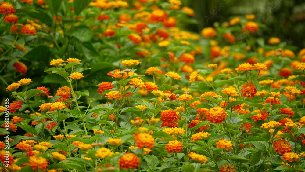 Close-up of colorful Lantana camara flowers blooming Close-up of colorful Lantana camara flowers blooming
