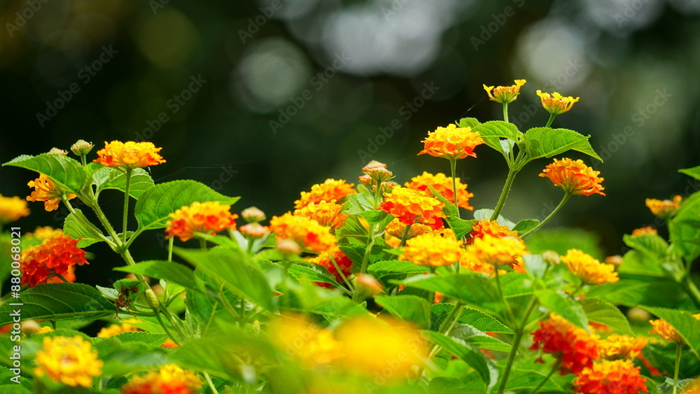 Close-up of colorful Lantana camara flowers blooming Close-up of colorful Lantana camara flowers blooming