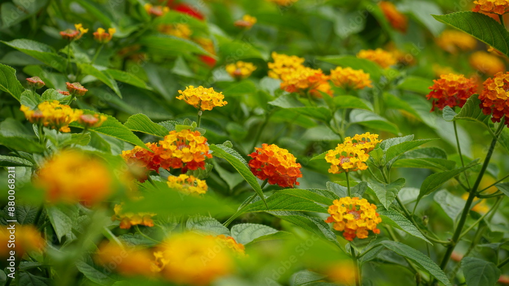 Close-up of colorful Lantana camara flowers blooming Close-up of colorful Lantana camara flowers blooming