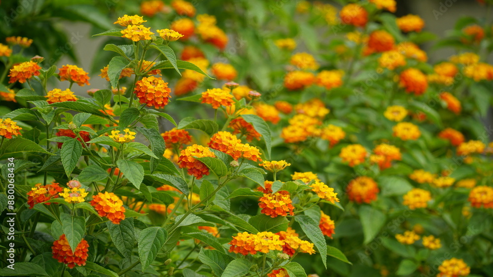 Close-up of colorful Lantana camara flowers blooming Close-up of colorful Lantana camara flowers blooming