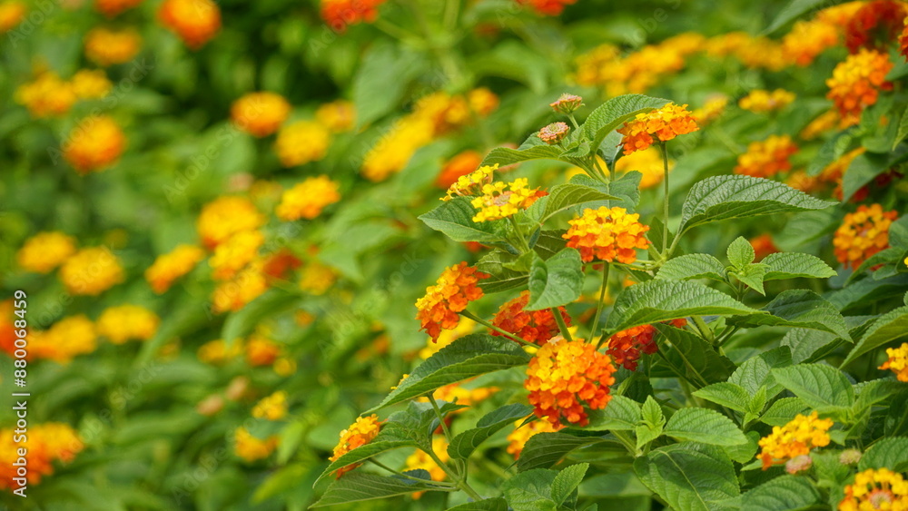 Close-up of colorful Lantana camara flowers blooming Close-up of colorful Lantana camara flowers blooming