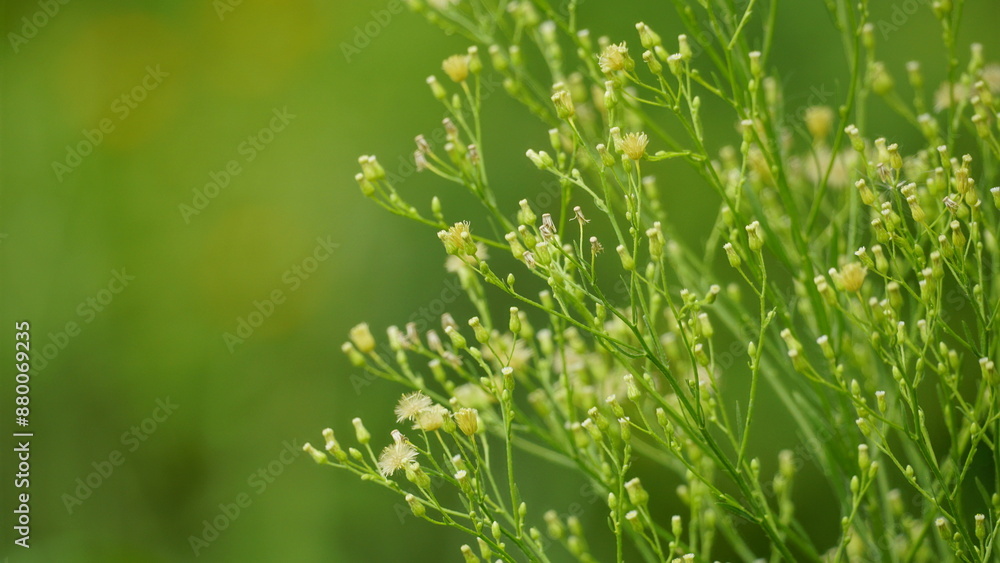 Close-up of wild grass growing Close-up of wild grass growing