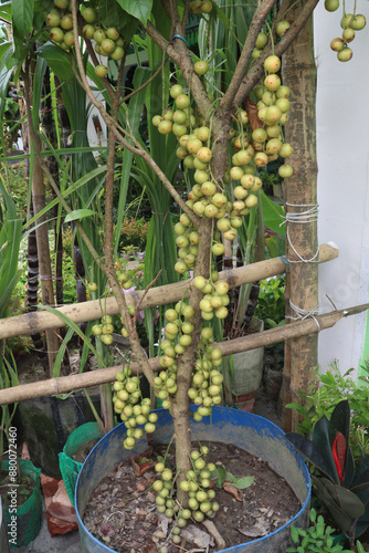 Baccaurea motleyana fruit on tree in farm photo