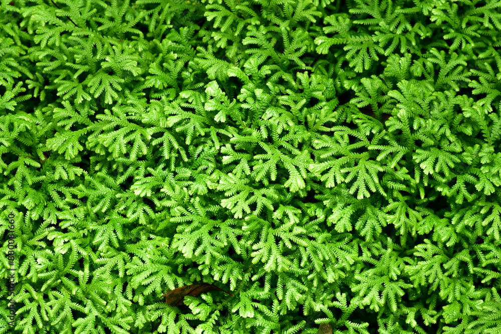 Top Views of Small Plant growing on the soil with nature background at Thailand. Top Views of Small Plant growing on the soil with nature background at Thailand.