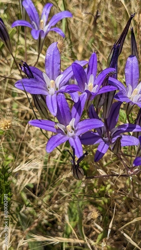 Close up top down view of many small purple wildflowers, most likely Brodiaeas (Genus Brodiaea), growing in a meadow on a sunny day.  photo