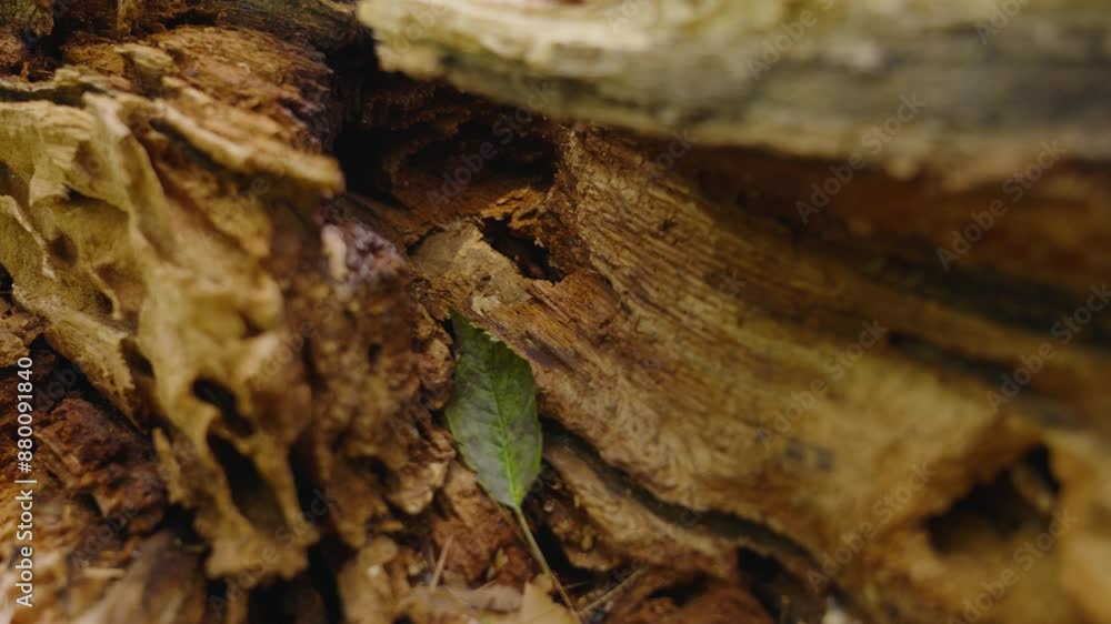 Close up of an Oak Limb sheered off by high winds. Close up of an Oak Limb sheered off by high winds.