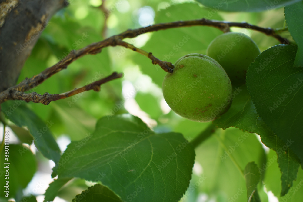 Growing plums in an orchard. Unripe plum fruits on the branches Closeup, green, unripe plum on a tree, Close up detail of unripe green plums on plum tree. Green and unripe plum fruits on a branch Growing plums in an orchard. Unripe plum fruits on the branches Closeup, green, unripe plum on a tree, Close up detail of unripe green plums on plum tree. Green and unripe plum fruits on a branch