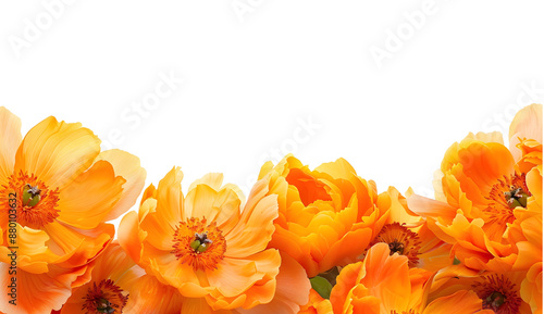 Fototapeta Naklejka Na Ścianę i Meble -  Orange peony flower frame