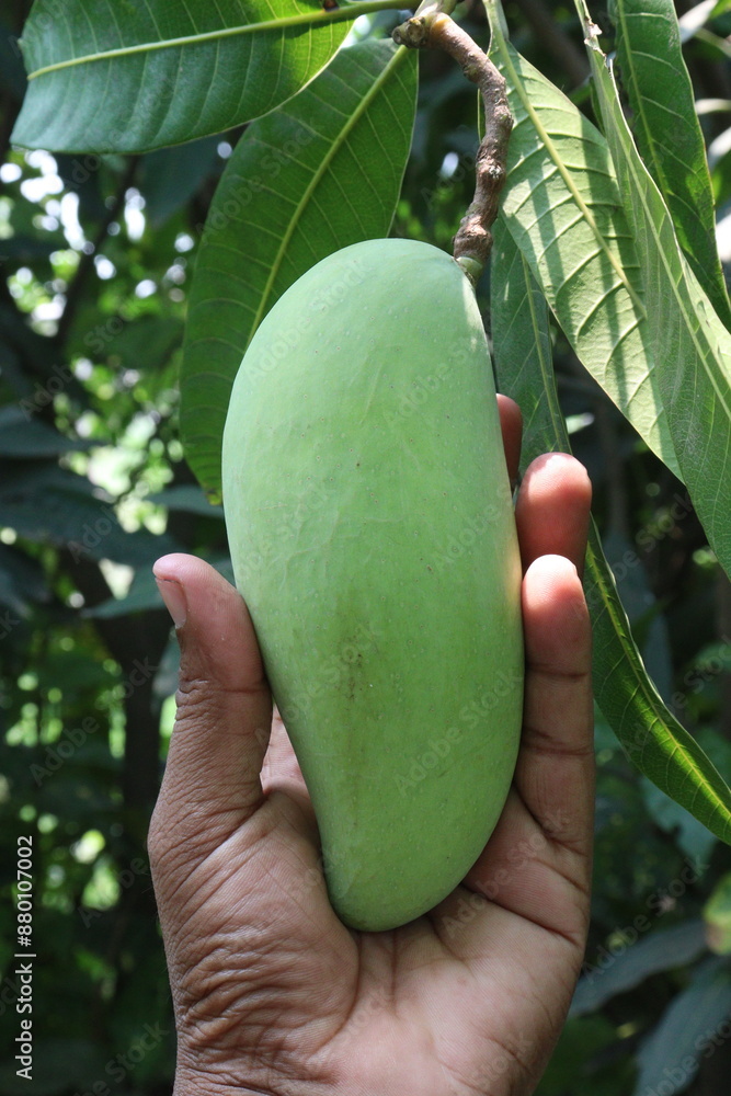 mango on tree in farm for sell mango on tree in farm for sell