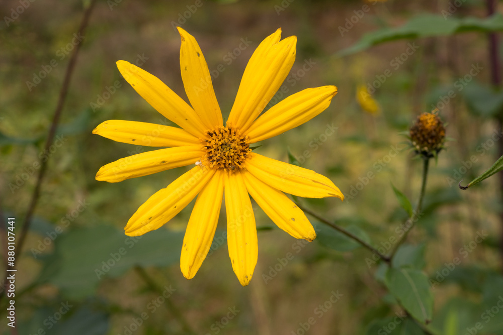 Obraz premium Jerusalem artichoke flowers in autumn