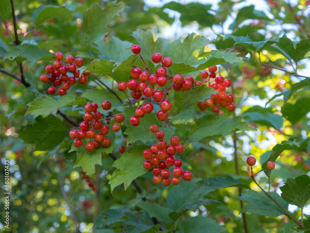 viburnum branches with red berries viburnum branches with red berries