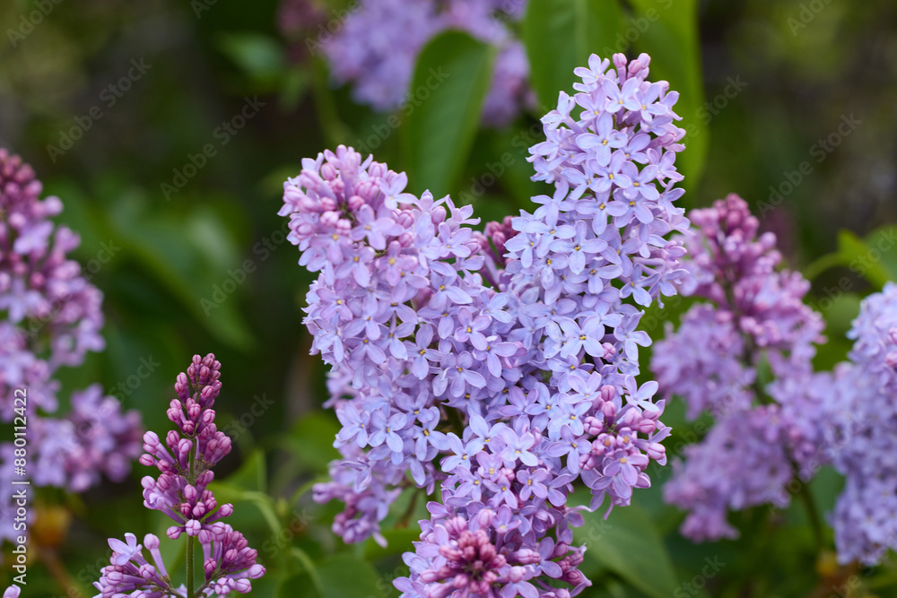 outdoor lavendar lilacs in garden outdoor lavendar lilacs in garden