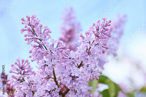 Fototapeta outdoor lavendar lilacs in garden