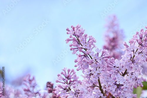 Canvas Print outdoor lavendar lilacs in garden