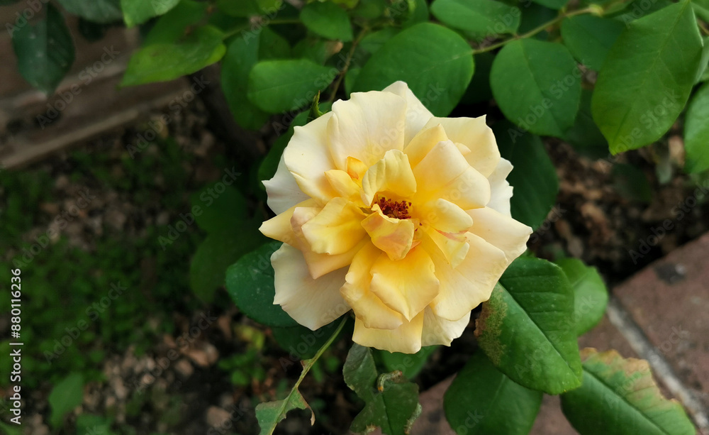 Rosa eglanteria Rosa foetida Herrm. grande fiore giallo Rosa eglanteria Rosa foetida Herrm. grande fiore giallo