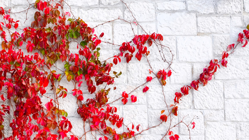 Red vine on a stark white wall